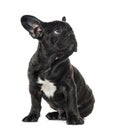 Puppy Black French bulldog sitting and looking away