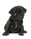 Puppy black pug