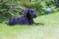 Puppy of Black Schnauzer dog is watching a flying ball Royalty Free Stock Photo