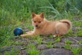 Puppy with blue boll on the grass. Royalty Free Stock Photo