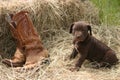 Puppy & Boots