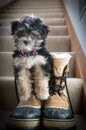 Puppy in Boots