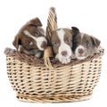 Puppy border collie in basket Royalty Free Stock Photo