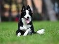 a puppy border collie dog in the park in spain