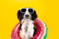 Puppy border collie dog summer inside of a watermelon  inflatable wearing sunglasses. Isolated on yellow background Royalty Free Stock Photo