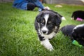 Puppy of border collie is first time outside Royalty Free Stock Photo