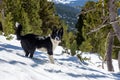 Puppy the Border Collie in a Incredible sunny day in winter in the Pyrenees in Andorra