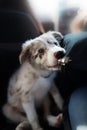 Puppy Border collie