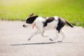 Puppy border collie running Royalty Free Stock Photo