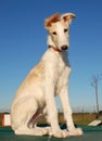 Puppy borzoi