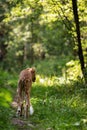 Puppy borzoi walks outdoor at summer day Royalty Free Stock Photo