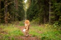 Puppy borzoi walks outdoor at summer day Royalty Free Stock Photo