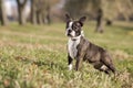 Puppy Boston Terrier Royalty Free Stock Photo