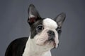 Puppy Boston Terrier portrait in a grey photo studio Royalty Free Stock Photo