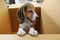 Puppy in the box. Royalty Free Stock Photo