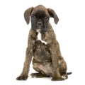 Puppy Boxer Royalty Free Stock Photo