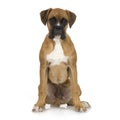 Puppy Boxer (5 months) Royalty Free Stock Photo