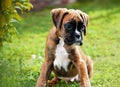 puppy Boxer dog in garden , generated by AI