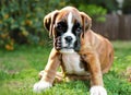 puppy Boxer dog in garden , generated by AI