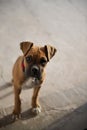 Puppy (boxer) staring with mournful curiosity