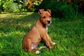 Puppy breed American Staffordshire Terrier Royalty Free Stock Photo
