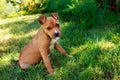 Puppy breed American Staffordshire Terrier Royalty Free Stock Photo