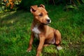 Puppy breed American Staffordshire Terrier Royalty Free Stock Photo