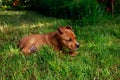 Puppy breed American Staffordshire Terrier Royalty Free Stock Photo