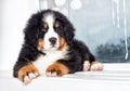 Puppy breed bernese mountain dog looking