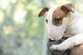 Puppy of breed bull terrier color white with red in the hands of the owner