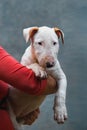 Puppy of breed bull terrier color white with red in the hands of the owner