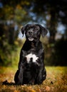 puppy breed Cane Corso