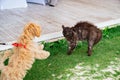 puppy breed maltipoo walks on a leash on the lawn and attacks a black cat. Royalty Free Stock Photo