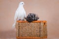 Puppy miniature schnauzer peeks out of basket next to pigeon