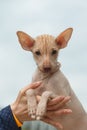 Puppy of breed Peruvian Hairless Dog Peruvian Inca Orchid, Hairless Inca Dog, Virigo, Calato, Mexican Hairless Dog Royalty Free Stock Photo