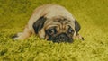 Puppy breed pug resting on the carpet, imitating the grass. Royalty Free Stock Photo