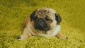 Puppy breed pug resting on the carpet, imitating the grass. Royalty Free Stock Photo