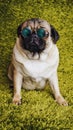 Puppy breed pug resting on the carpet, imitating the grass. Royalty Free Stock Photo