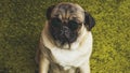 Puppy breed pug resting on the carpet, imitating the grass. Royalty Free Stock Photo