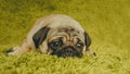 Puppy breed pug resting on the carpet, imitating the grass. Royalty Free Stock Photo