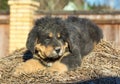 Puppy breed Tibetan Mastiff