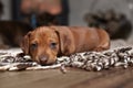 Puppy brown dachshund on a light carpet