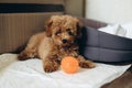 Puppy brown poodle lies on the floor near his couch. Puppy with an orange ball Royalty Free Stock Photo