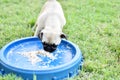 Puppy brown Pug with dog bowl Royalty Free Stock Photo