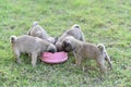 Puppy brown Pug eating feed in dog bowl Royalty Free Stock Photo