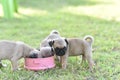 Puppy brown Pug eating feed in dog bowl Royalty Free Stock Photo