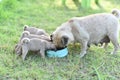 Puppy brown Pug eating feed in dog bowl Royalty Free Stock Photo