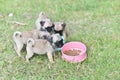 Puppy brown Pug eating feed in dog bowl