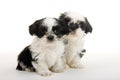 Puppy Buddies For Life Royalty Free Stock Photo