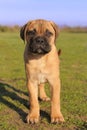 Puppy Bull Mastiff Royalty Free Stock Photo